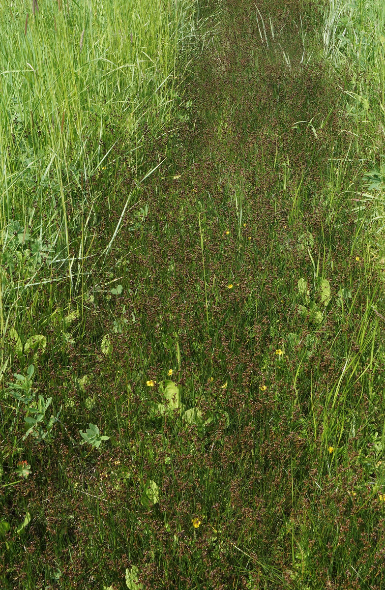 Image of Juncus gerardi specimen.