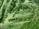 Tephroseris palustris. Средняя часть растения. Иркутская обл., окр. Иркутска, болото. 02.07.2016.