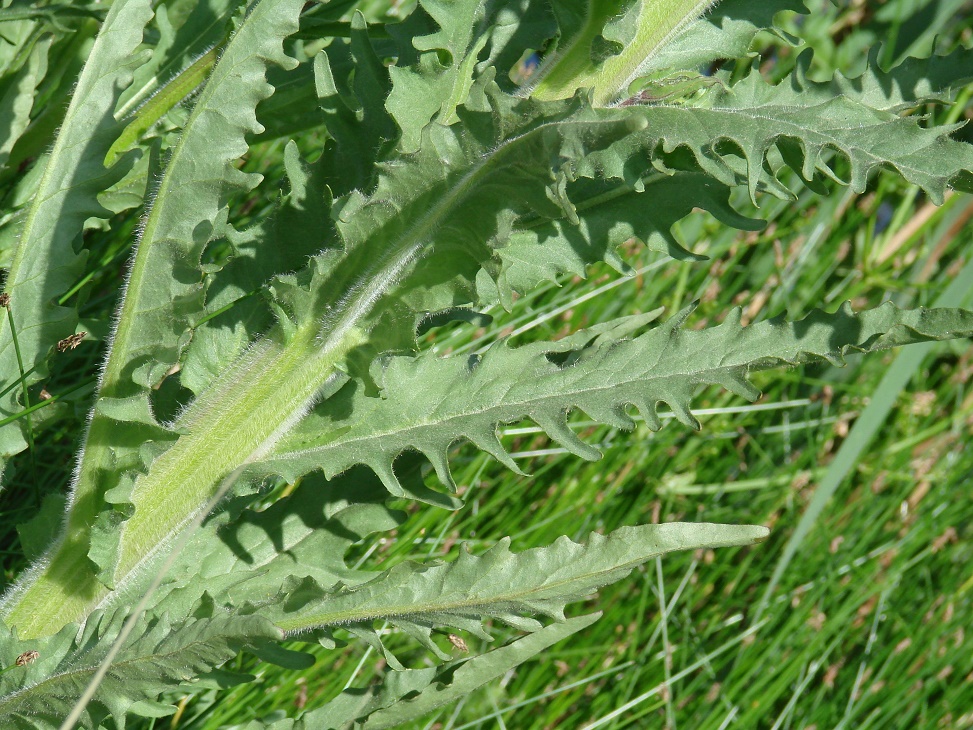 Изображение особи Tephroseris palustris.