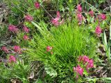 Corydalis buschii