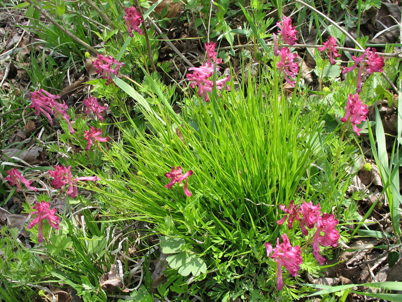 Image of Corydalis buschii specimen.