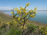 Caragana balchaschensis. Верхушка цветущего растения. Казахстан, Жамбылская обл., Таласский р-н, край чинка на сев. берегу оз. Акколь. 16 апреля 2016 г.