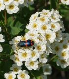 Spiraea trilobata. Цветки с кормящимся жуком-пестряком (Trichodes). Восточный Казахстан, г. Усть-Каменогорск, восточные окр., Лесхоз, южный склон сопки. 28.05.2015.