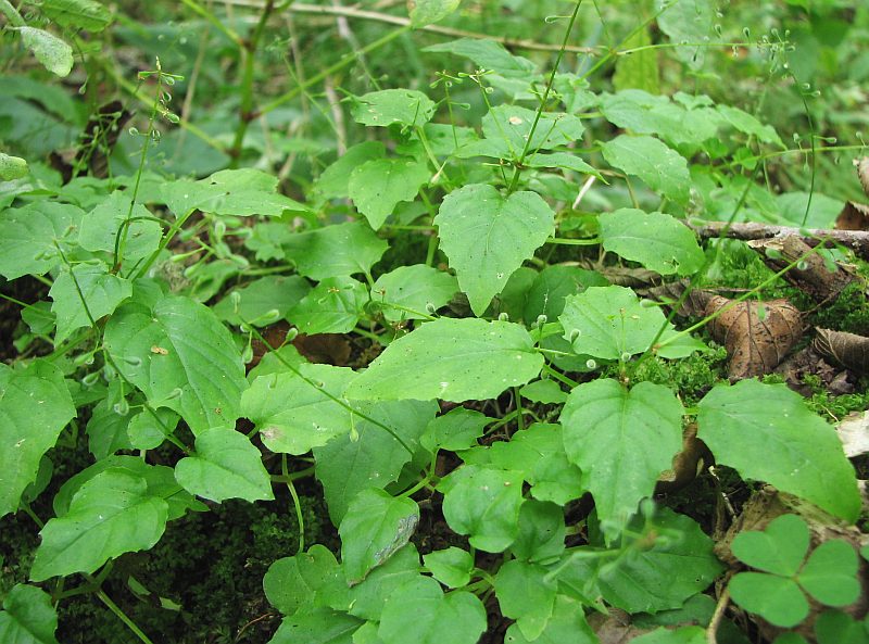 Image of Circaea alpina specimen.