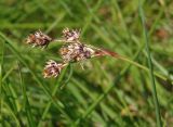 Luzula multiflora. Верхушка побега с соплодием. Украина, Тернопольская обл., Кременецкий р-н, окраина г. Почаев, влажный луг севернее города. 30.05.2015.