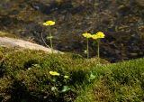 Chrysosplenium sibiricum. Цветущие растения. Иркутская обл., Шелеховский р-н, окр. с. Шаманка, на старом, замшелом бревне в р. Шаманка. 17.05.2016.