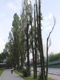 Populus italica. Взрослые деревья. Польша, Варшава. 27.06.2009.