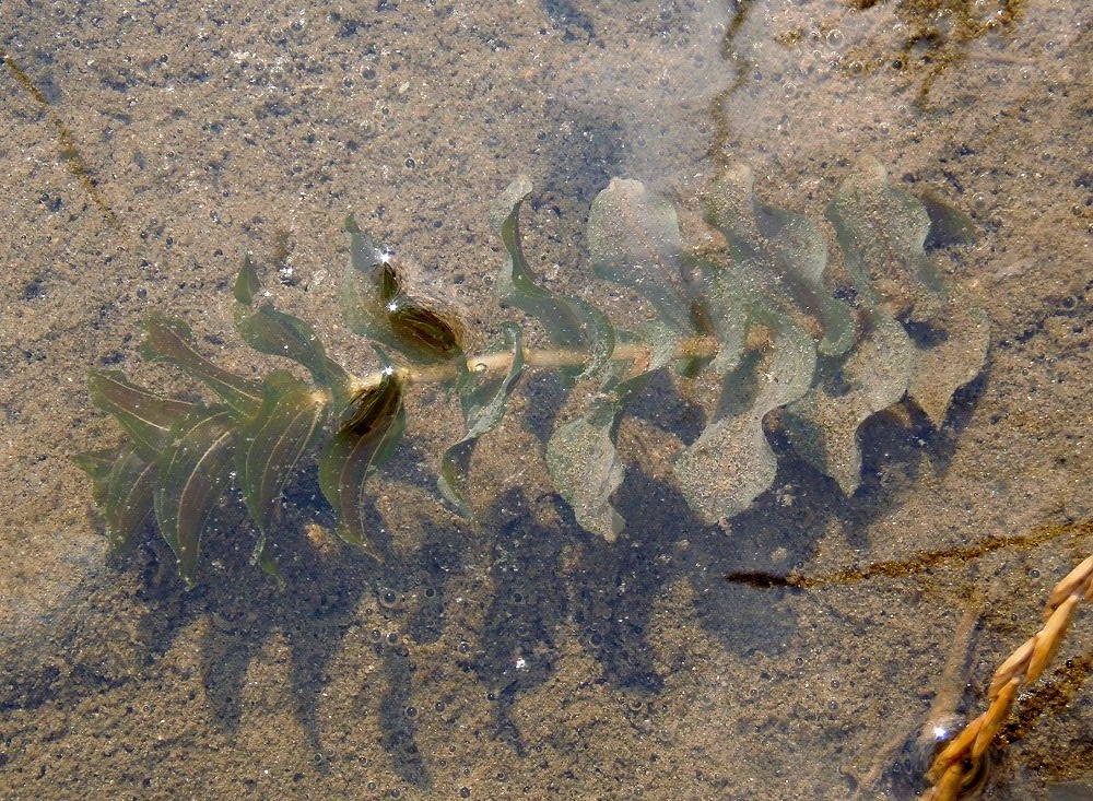 Image of Potamogeton perfoliatus specimen.