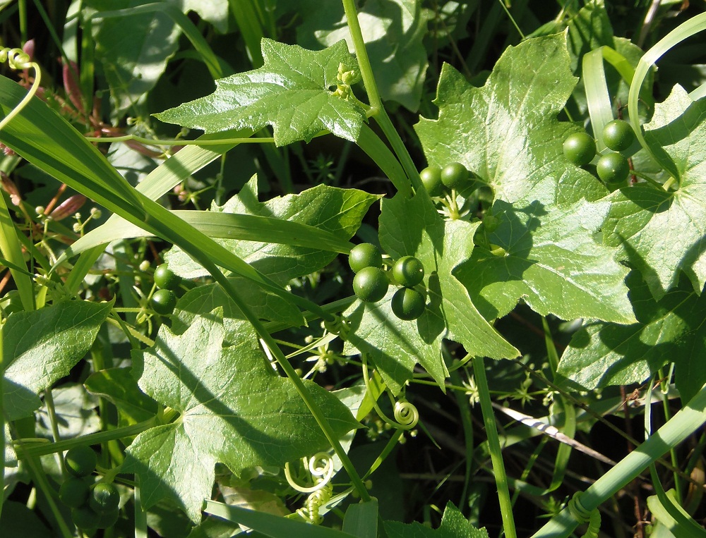 Image of Bryonia alba specimen.