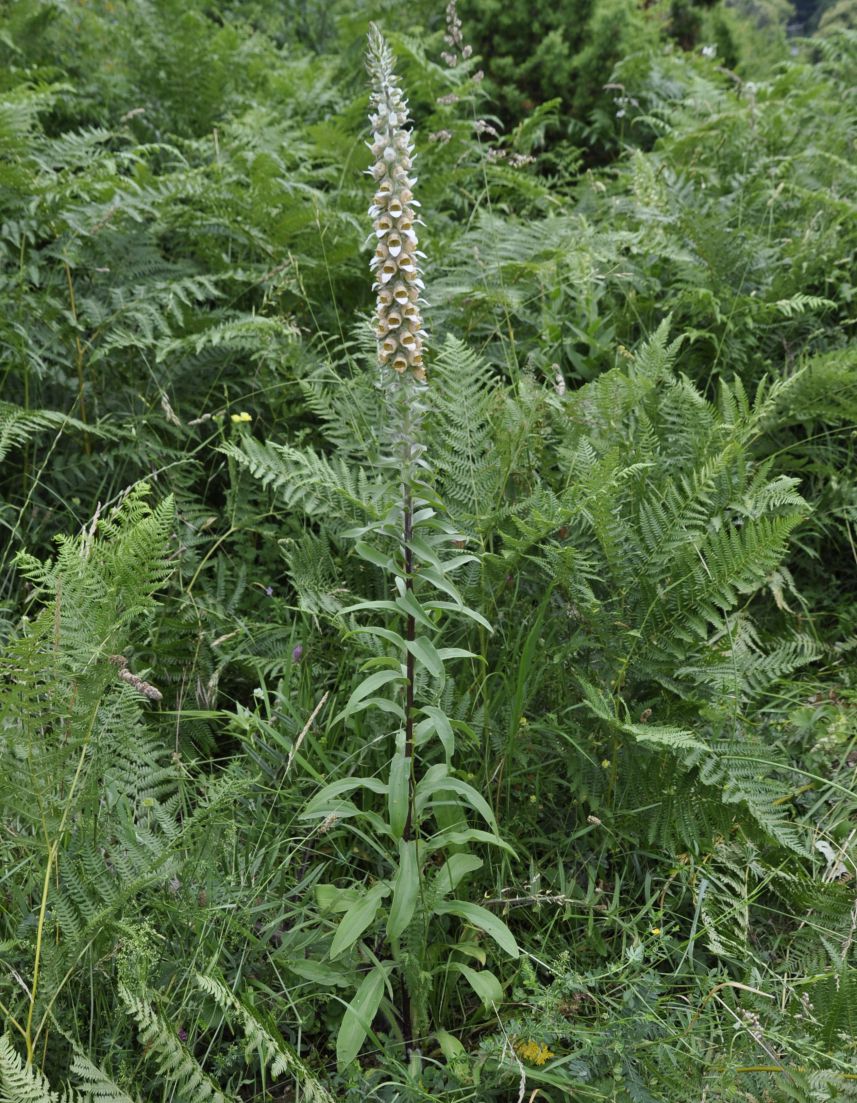 Изображение особи Digitalis lanata.