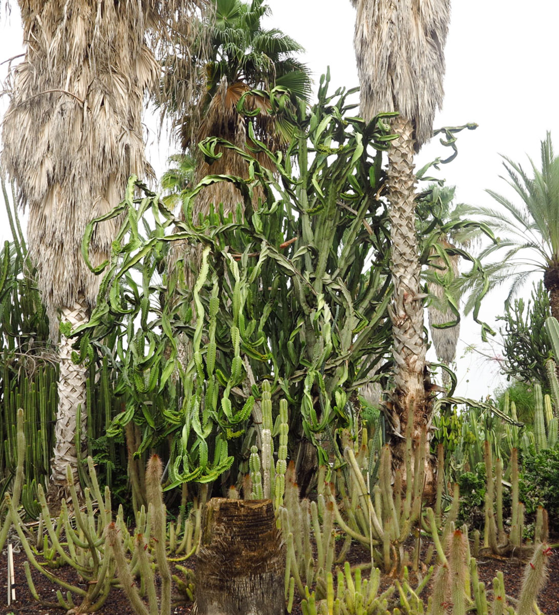 Изображение особи Euphorbia ingens.