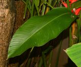 Heliconia stricta