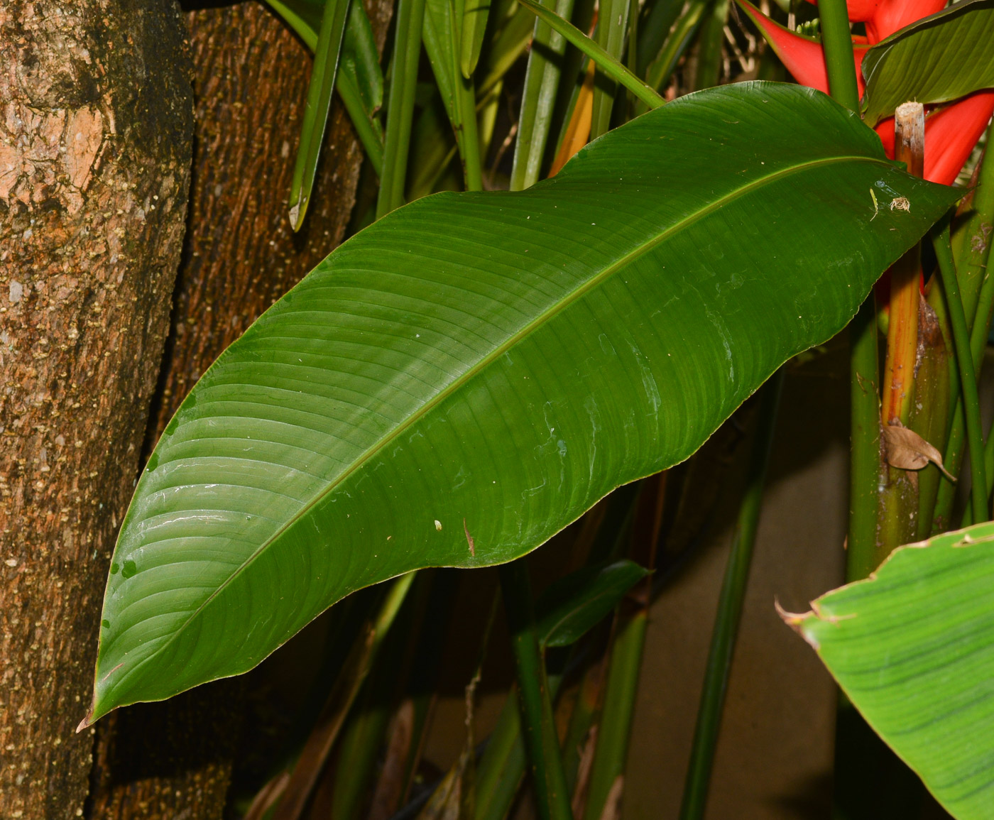 Image of Heliconia stricta specimen.