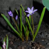 Chionodoxa luciliae