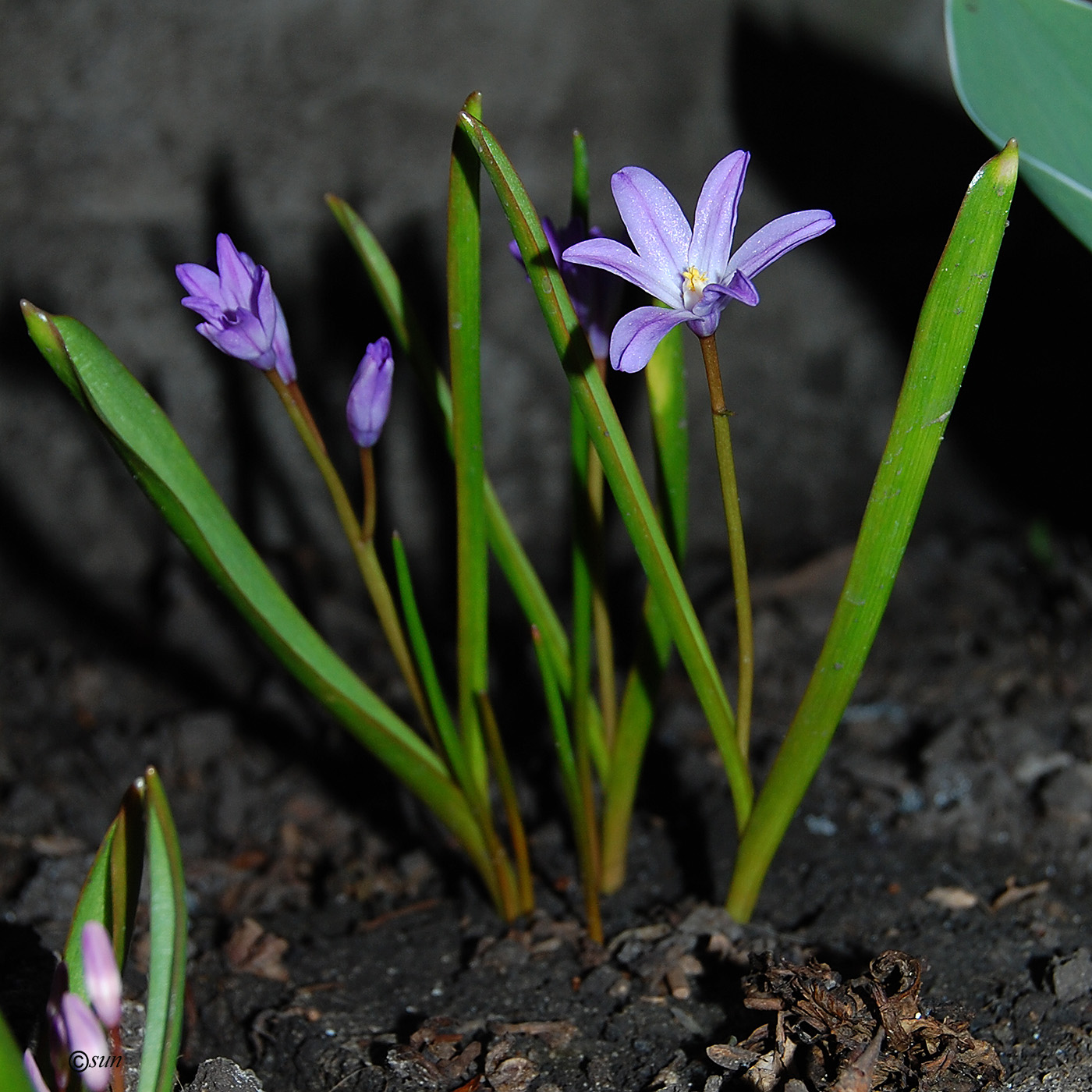 Изображение особи Chionodoxa luciliae.