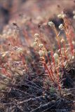 Saxifraga omolojensis