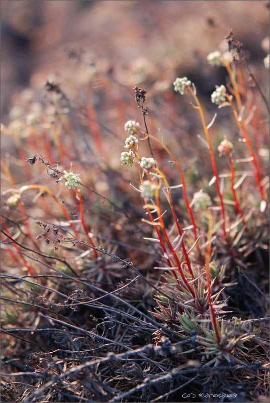 Image of Saxifraga omolojensis specimen.