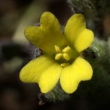 Alyssum smyrnaeum