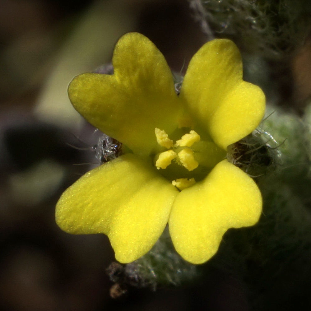 Изображение особи Alyssum smyrnaeum.