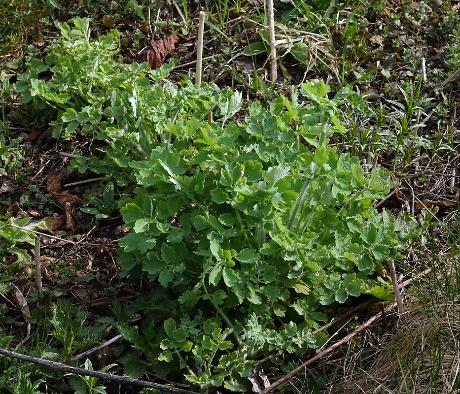 Изображение особи Chelidonium majus.