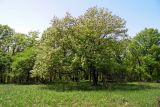 Quercus pubescens