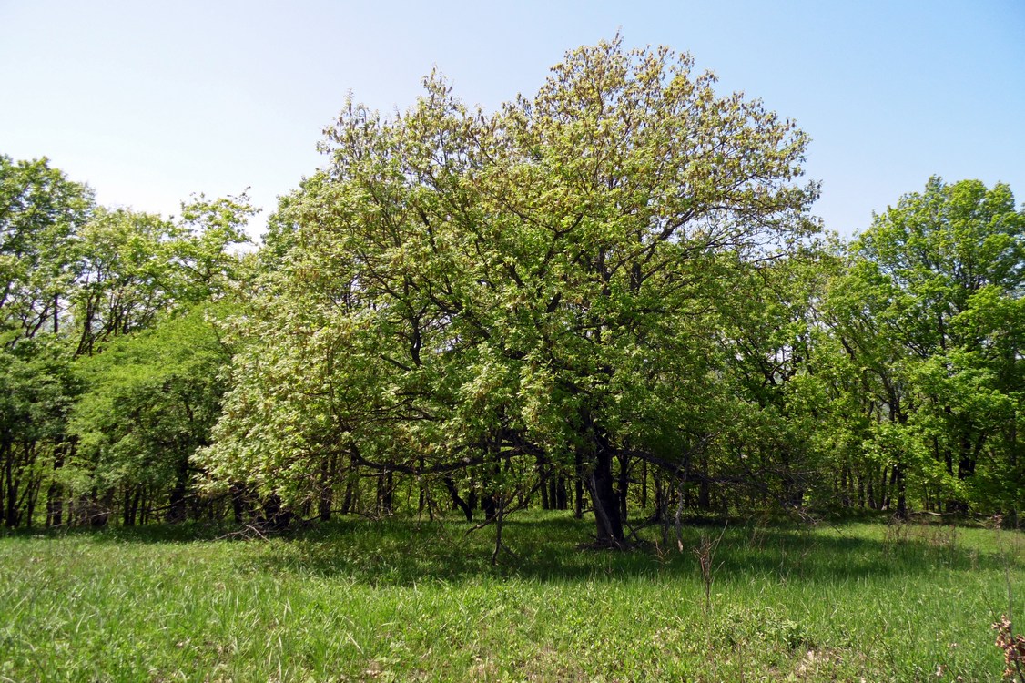 Изображение особи Quercus pubescens.