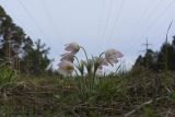 Pulsatilla patens