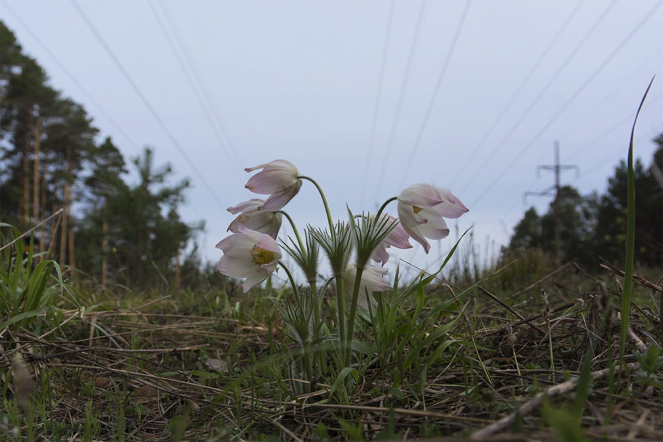 Image of Pulsatilla patens specimen.