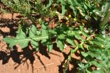 Sisymbrium altissimum