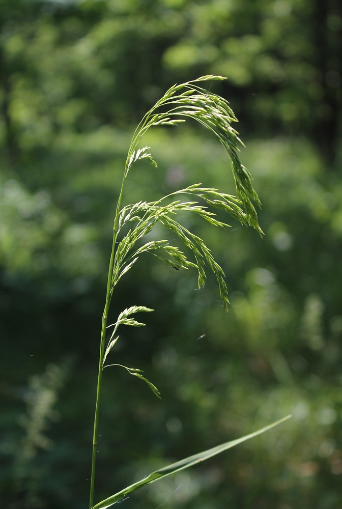 Изображение особи род Festuca.