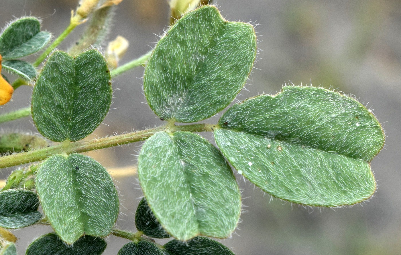 Image of Astragalus arpilobus specimen.