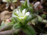 Cerastium brachypetalum ssp. tauricum