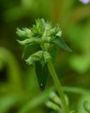 Thymus kirgisorum