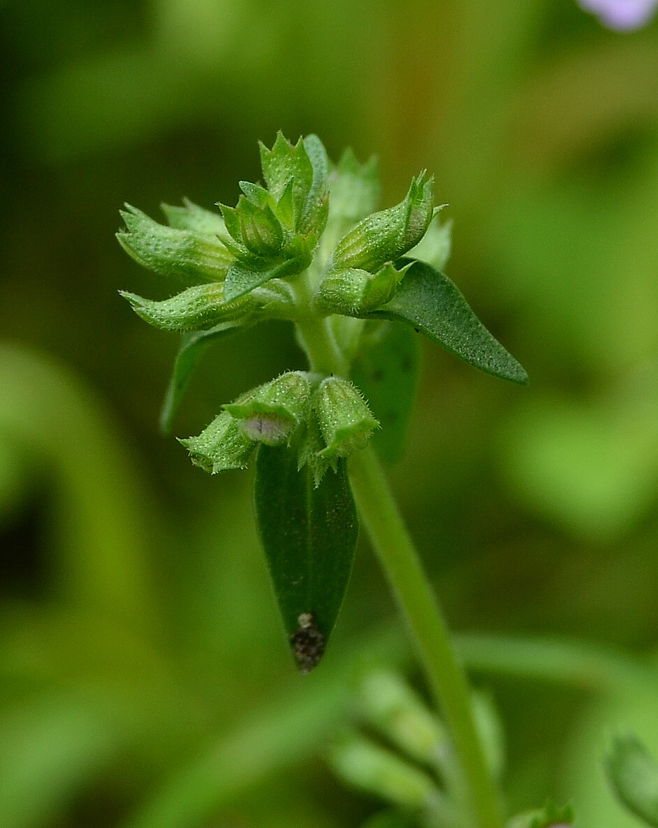 Изображение особи Thymus kirgisorum.