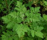 Pyrethrum parthenium