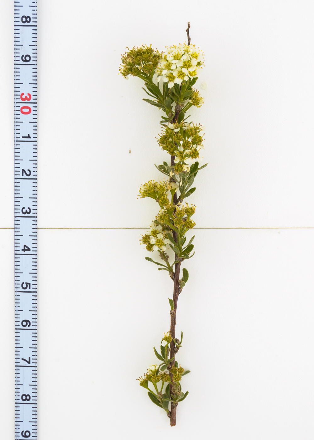 Image of Spiraea crenata specimen.