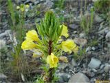 Oenothera rubricaulis