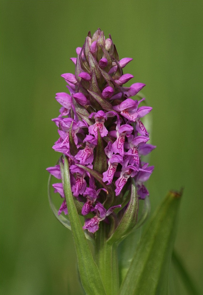 Изображение особи Dactylorhiza incarnata.