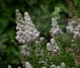 Spiraea alba. Побеги с соцветиями. Московская обл., Раменский р-н, окр. дер. Хрипань, садовый участок. 27.07.2017.
