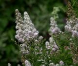 Spiraea alba