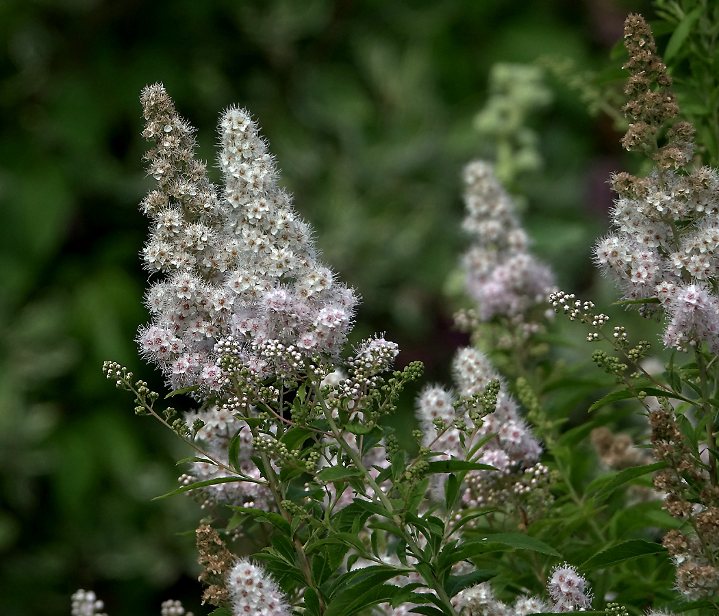 Изображение особи Spiraea alba.