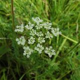 Pimpinella nigra