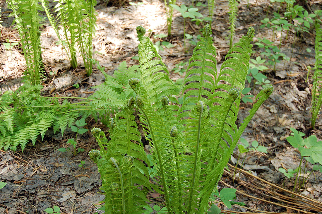 Image of Matteuccia struthiopteris specimen.