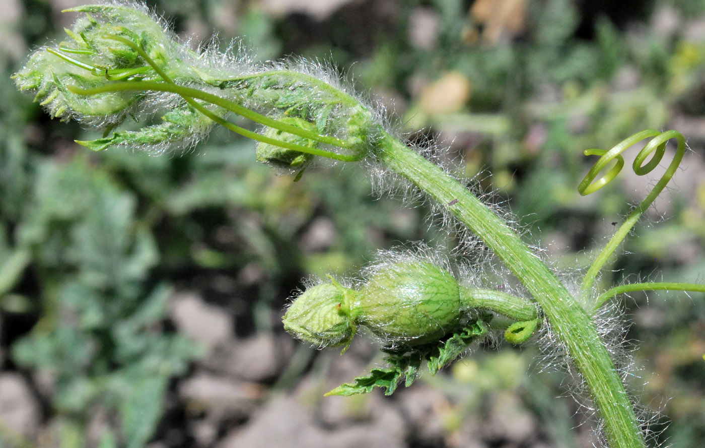 Изображение особи Citrullus lanatus.