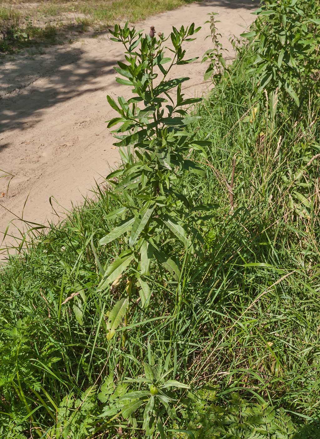 Изображение особи Cirsium setosum.