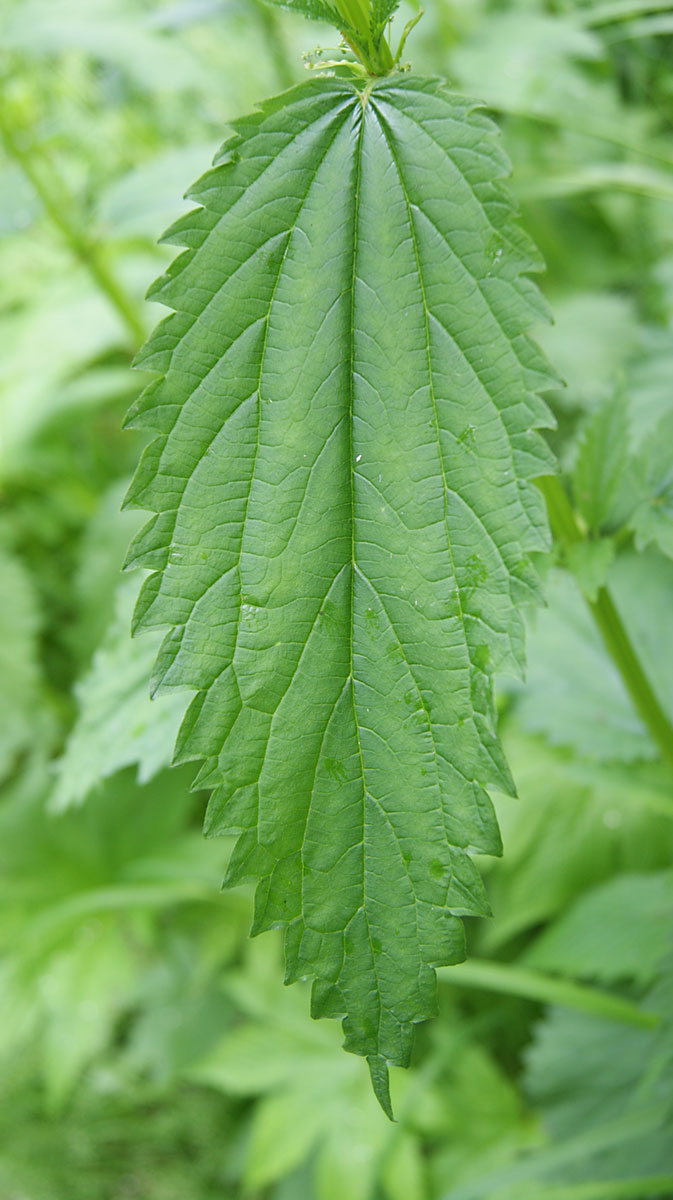 Image of Urtica platyphylla specimen.