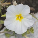 Convolvulus tricolor