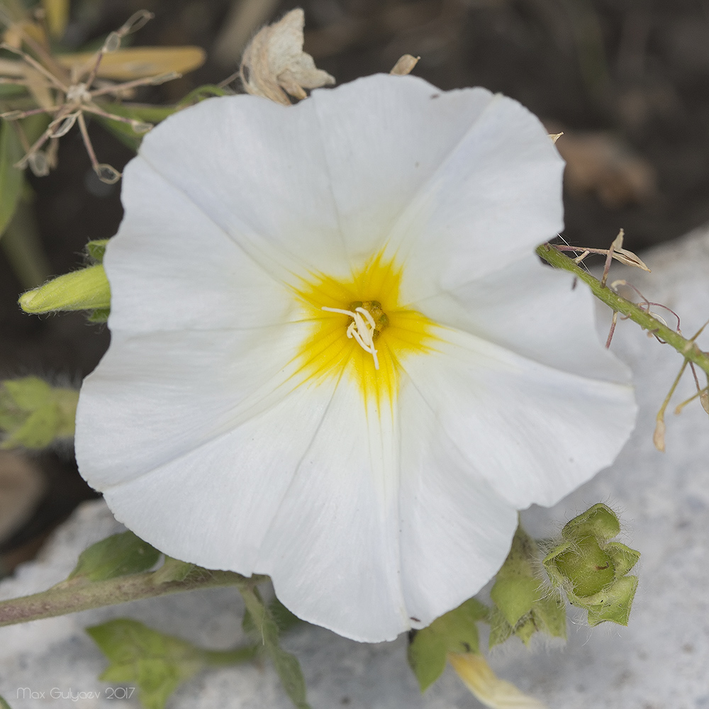 Изображение особи Convolvulus tricolor.