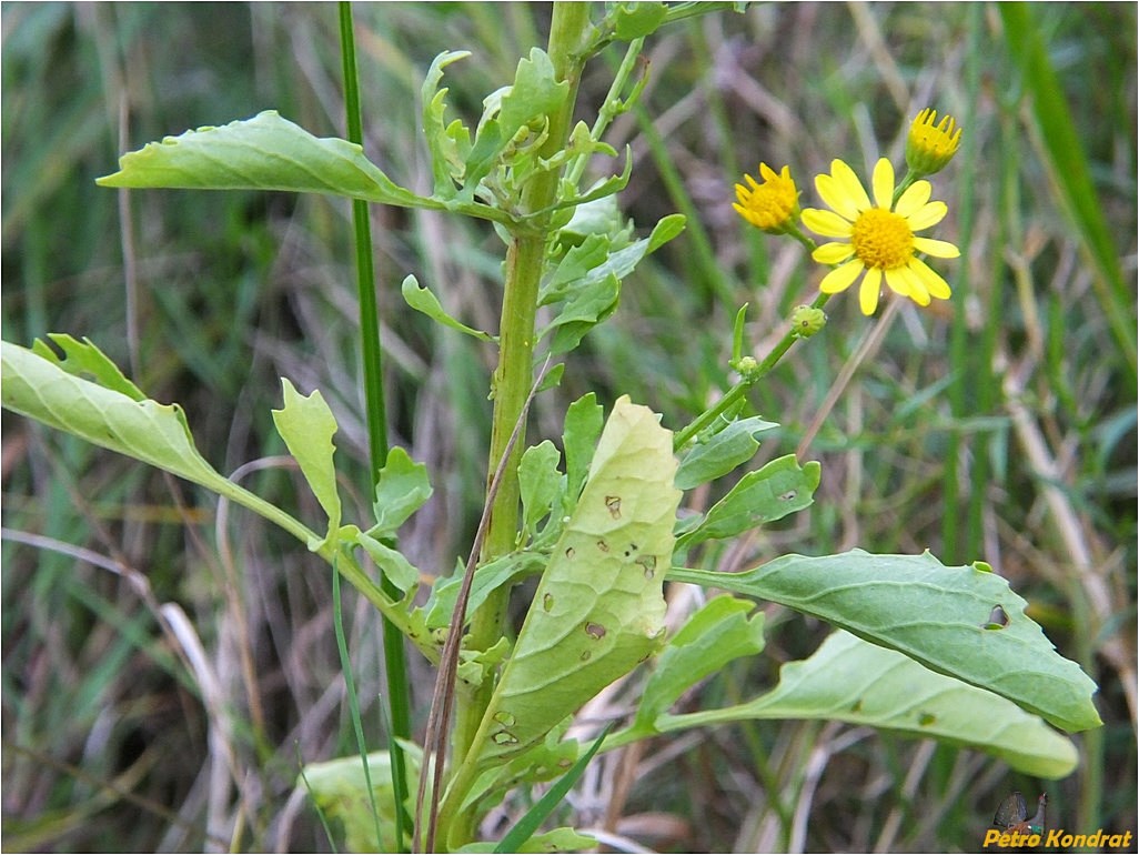 Image of Senecio jacobaea specimen.