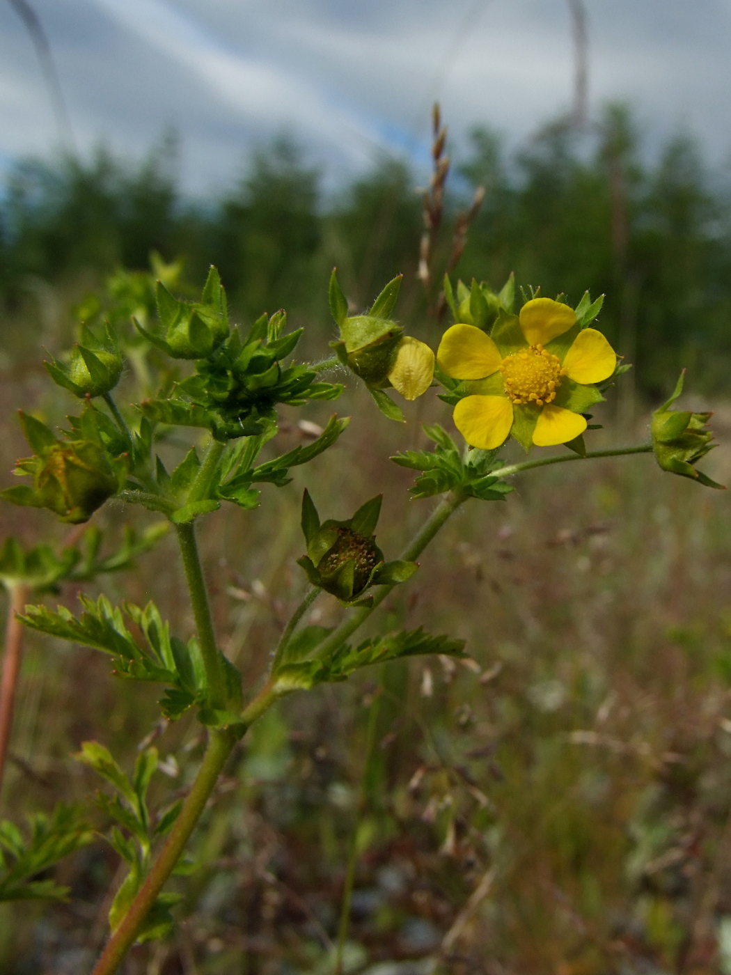 Image of Potentilla supina ssp. paradoxa specimen.